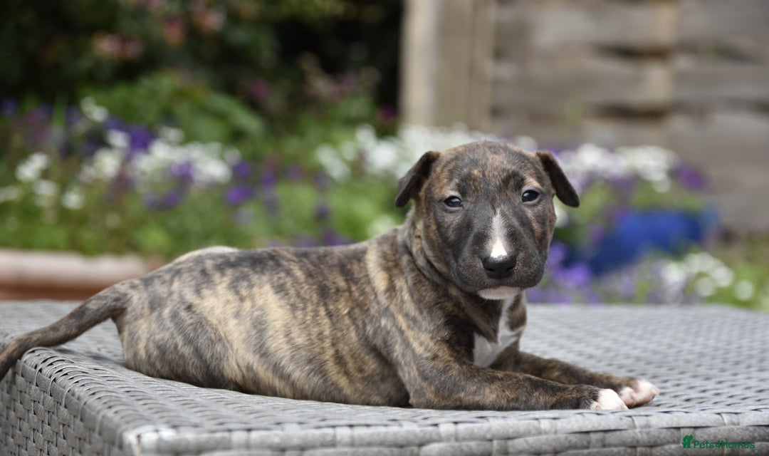 Miniature Bull terrier dogs for sale: Miniature x standard size bull terrier puppies  - Image 4