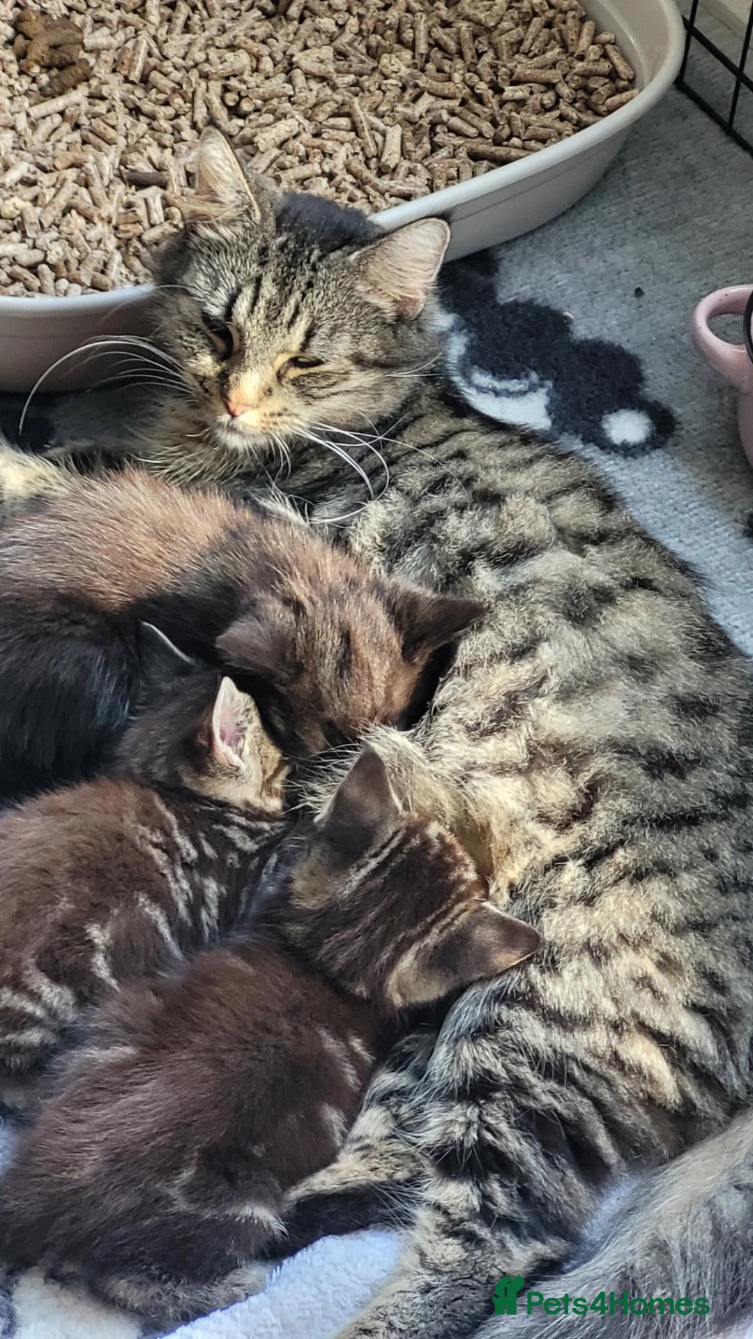 Mixed Breed cats for sale: 5 kittens available 17th October  - Advert 2