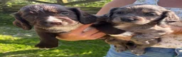 Cocker Spaniel dogs for sale: Cocker Spaniel  in Bishop Auckland - Advert 7