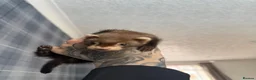 Ferret rodents for sale: Hobs and Jills - Advert 4