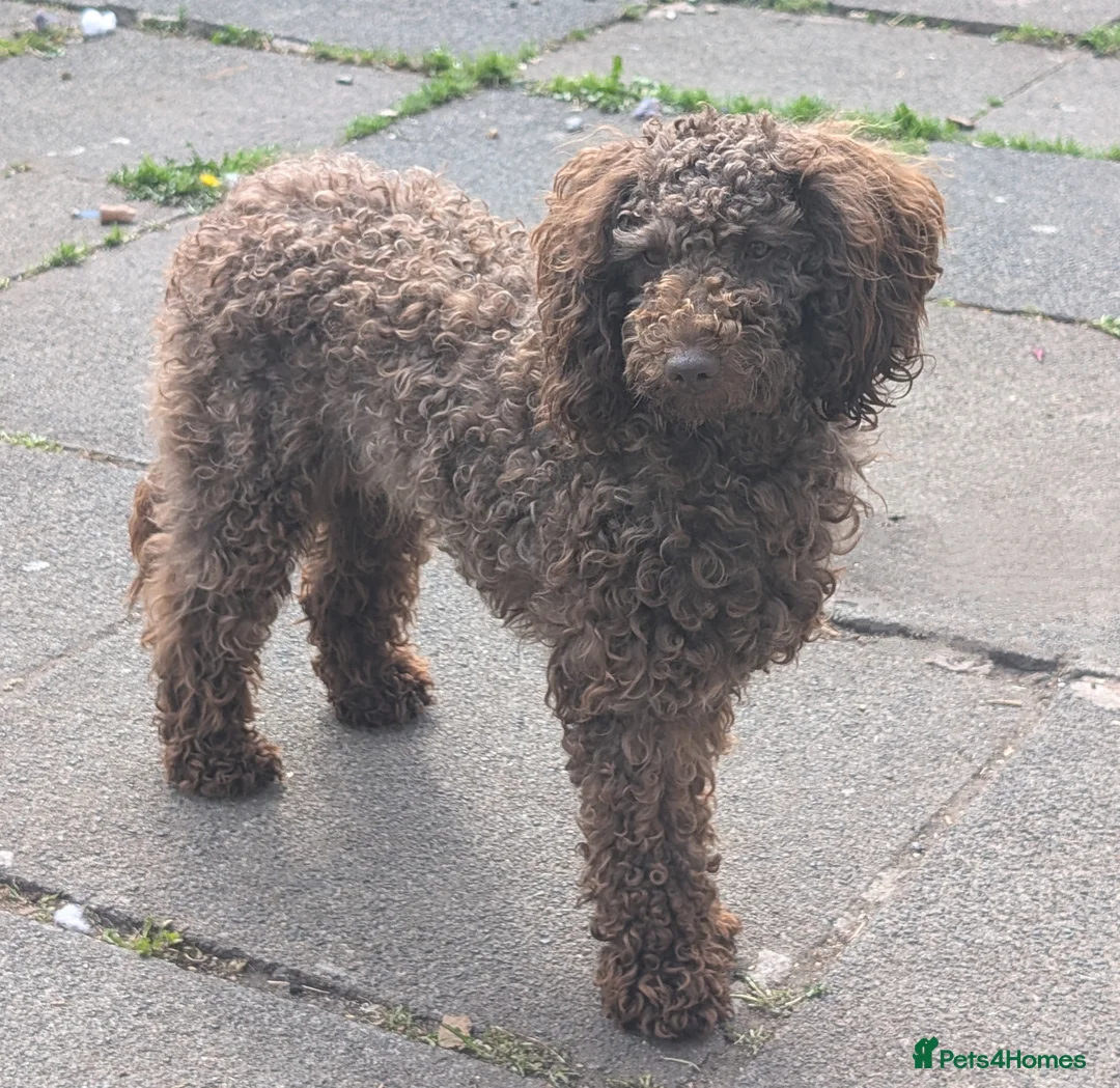 Cockapoo dogs for stud: F2 chocolate cockapoo stud - Advert 6