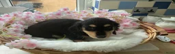 Dachshund dogs for sale: Miniture long haired dushounds puppy’s - Advert 3