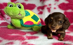 Miniature Dachshund dogs for sale: Beautiful mini long haired pups available  - Image 16