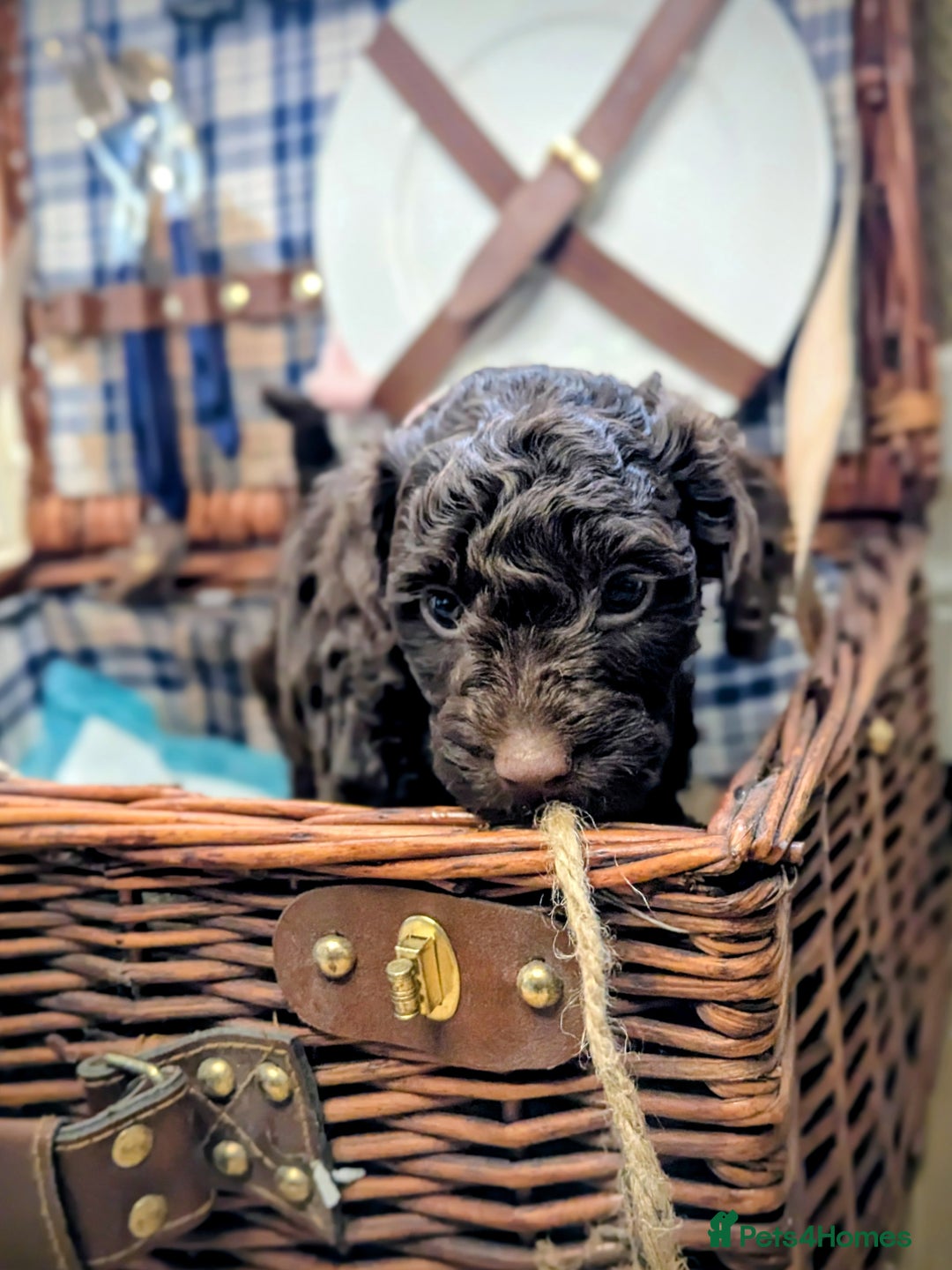 Cockapoo dogs for sale: 4 males and 1 female, chocolate coated cockerpoos  - Image 9