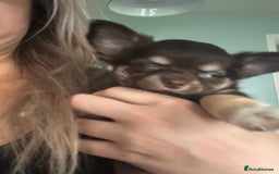 Chihuahua dogs for sale: READY TO GO TINY LONGHAIR CHIHUAHUA  - Image 5