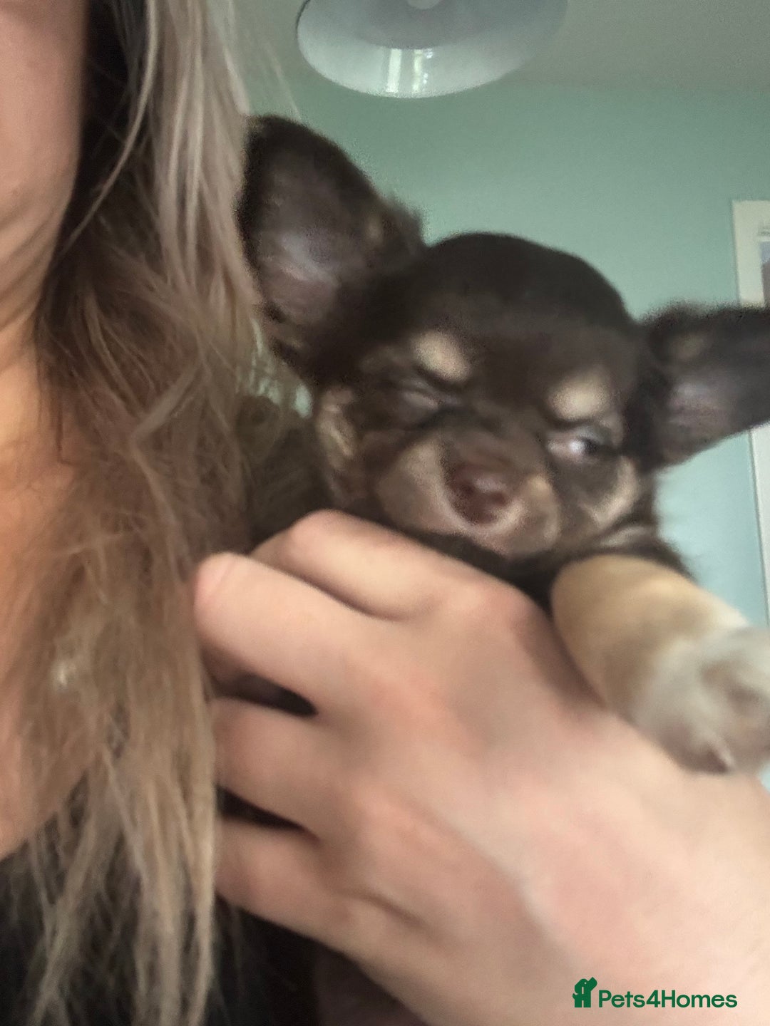 Chihuahua dogs for sale: READY TO GO TINY LONGHAIR CHIHUAHUA  - Image 5