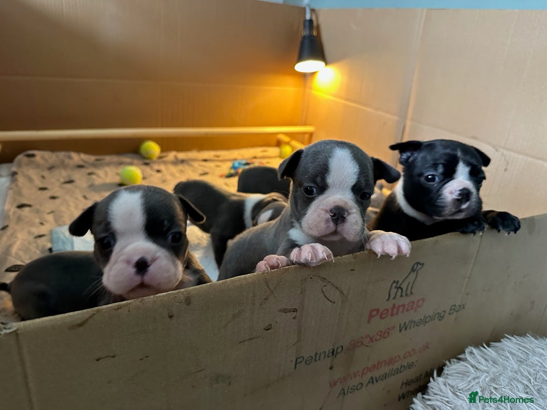 Boston Terrier dogs for sale: Exceptional Blue Boston Terrier Puppies 💙🐾 - Image 24