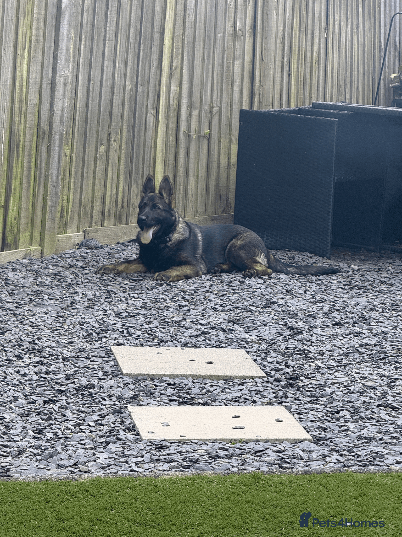 German Shepherd dogs German Shepherd Puppies Exceptional Bloodlines - Advert 14