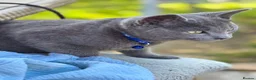 Mixed Breed cats for sale: Russian Blue Mixed Male - Simba - Advert 9