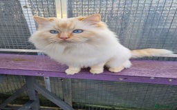 Ragdoll cats for stud: GCCF Active ragdoll stud. in Spalding - Image 8