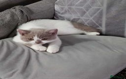 British Shorthair cats for sale: quality kittens gccf registered - Image 26
