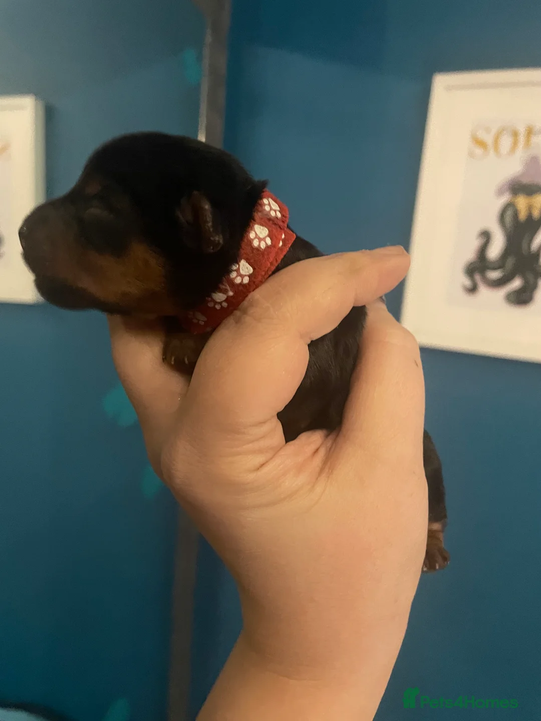 Yorkshire Terrier dogs for sale: Adorable Yorkshire terriers for sale  in Gateshead - Advert 8