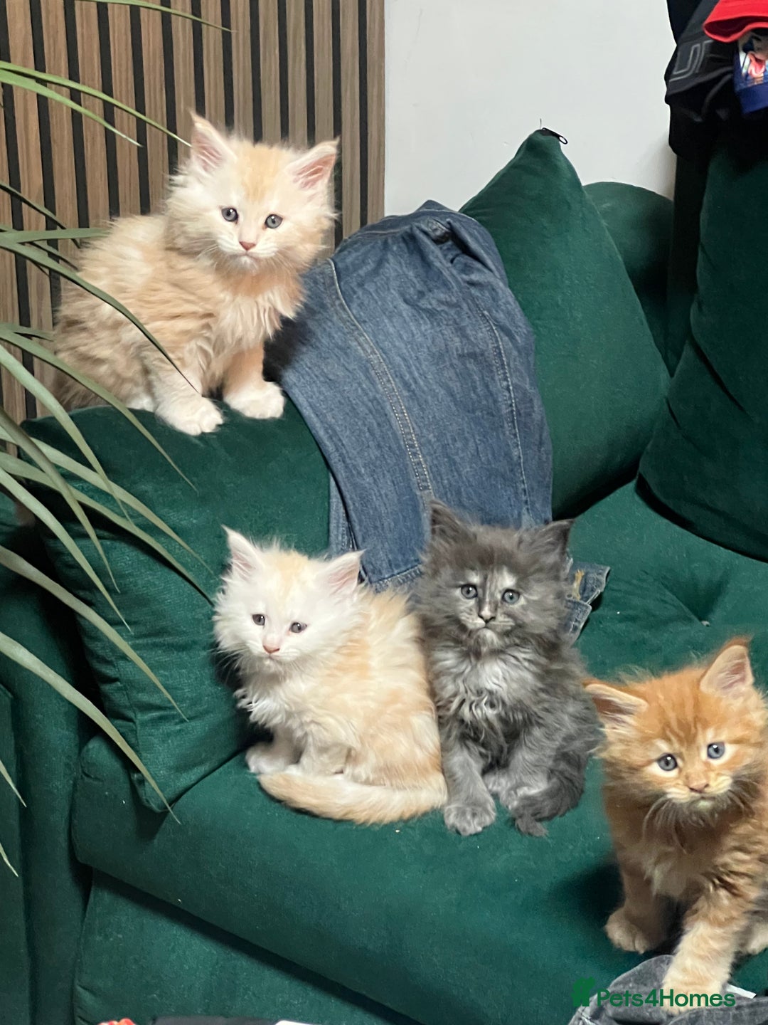 Maine Coon cats for sale: Beautiful Pure Main Coon Kittens - Advert 6