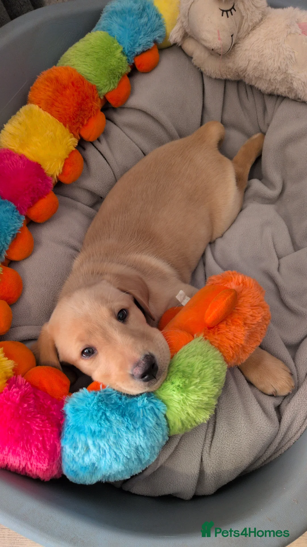 Labrador Retriever dogs for sale: KC Labrador Ready now with essentials for a puppy. - Advert 2