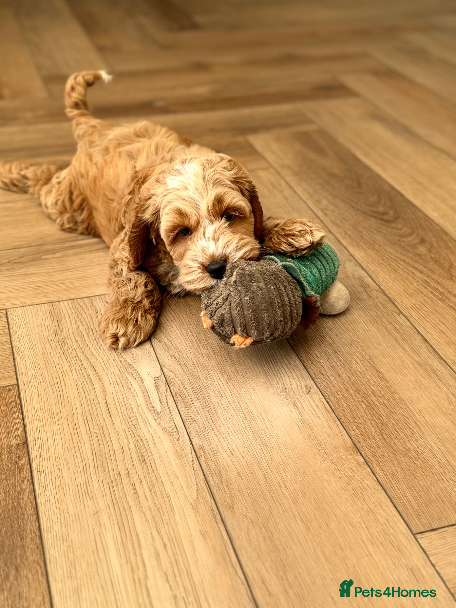 Cockapoo dogs F1 cockapoo puppies ‼️PRICE DROP‼️ - Advert 7