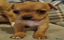 Chihuahua dogs for sale: Chihuahua  - Image 6