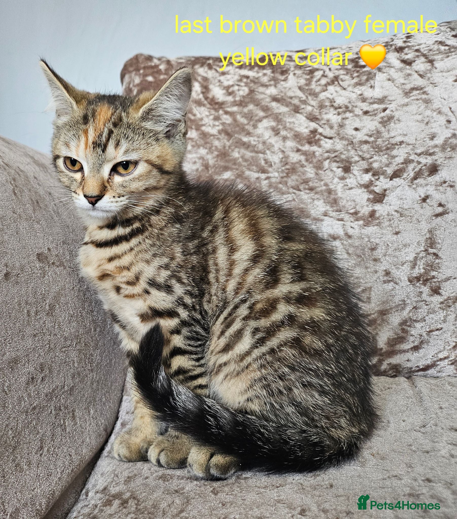 Mixed Breed cats British blue shorthair crossed tabby female    - Advert 2