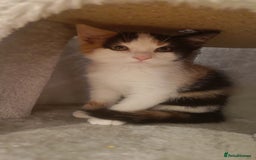 Mixed Breed cats for sale: Sweet calico kitten left - Image 1