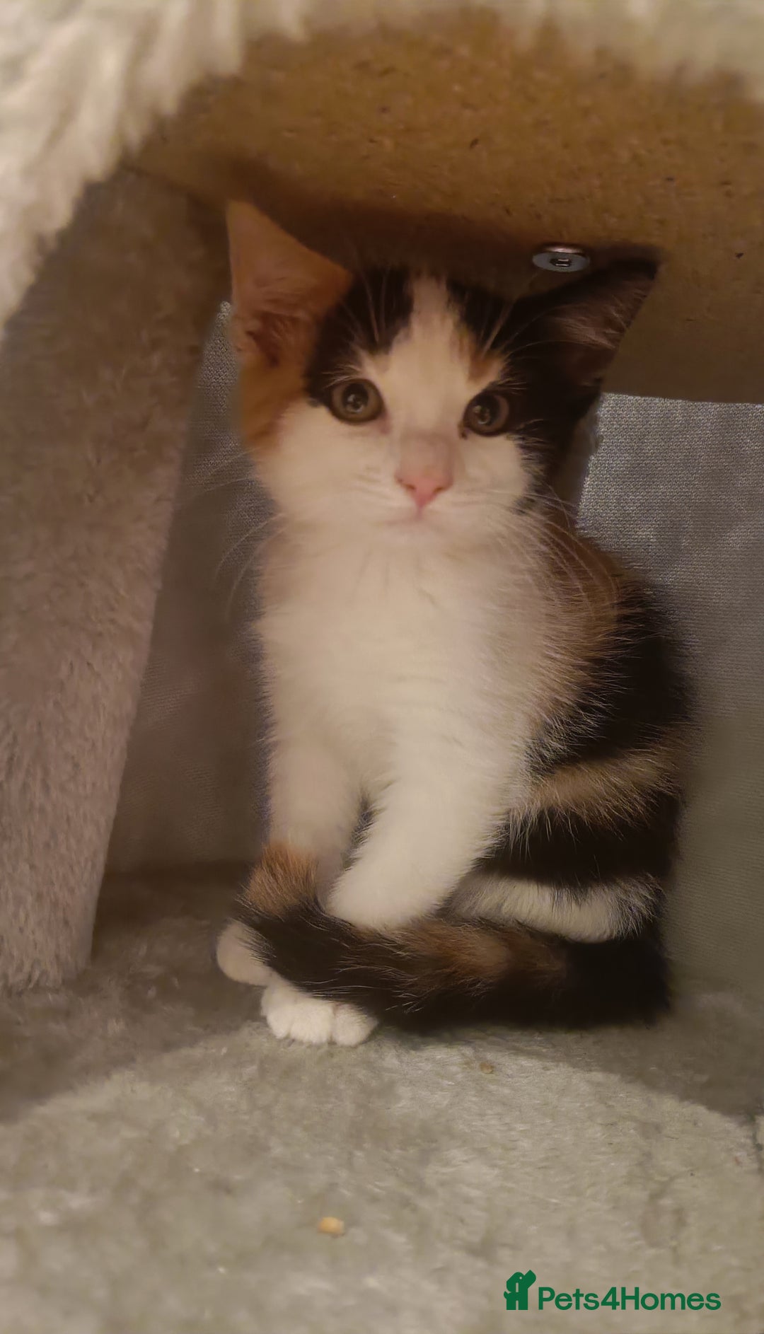 Mixed Breed cats for sale: Sweet calico kitten left - Image 1