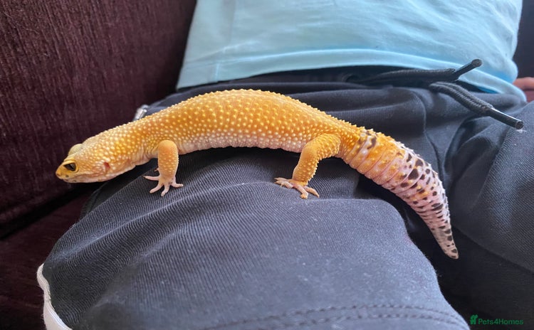 Leopard Gecko reptiles - Advert 2