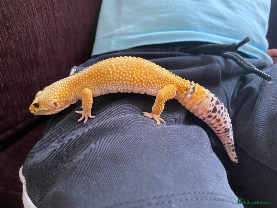Leopard Gecko reptiles for sale: Leopard Gecko and Vivarium complete set - Image 1