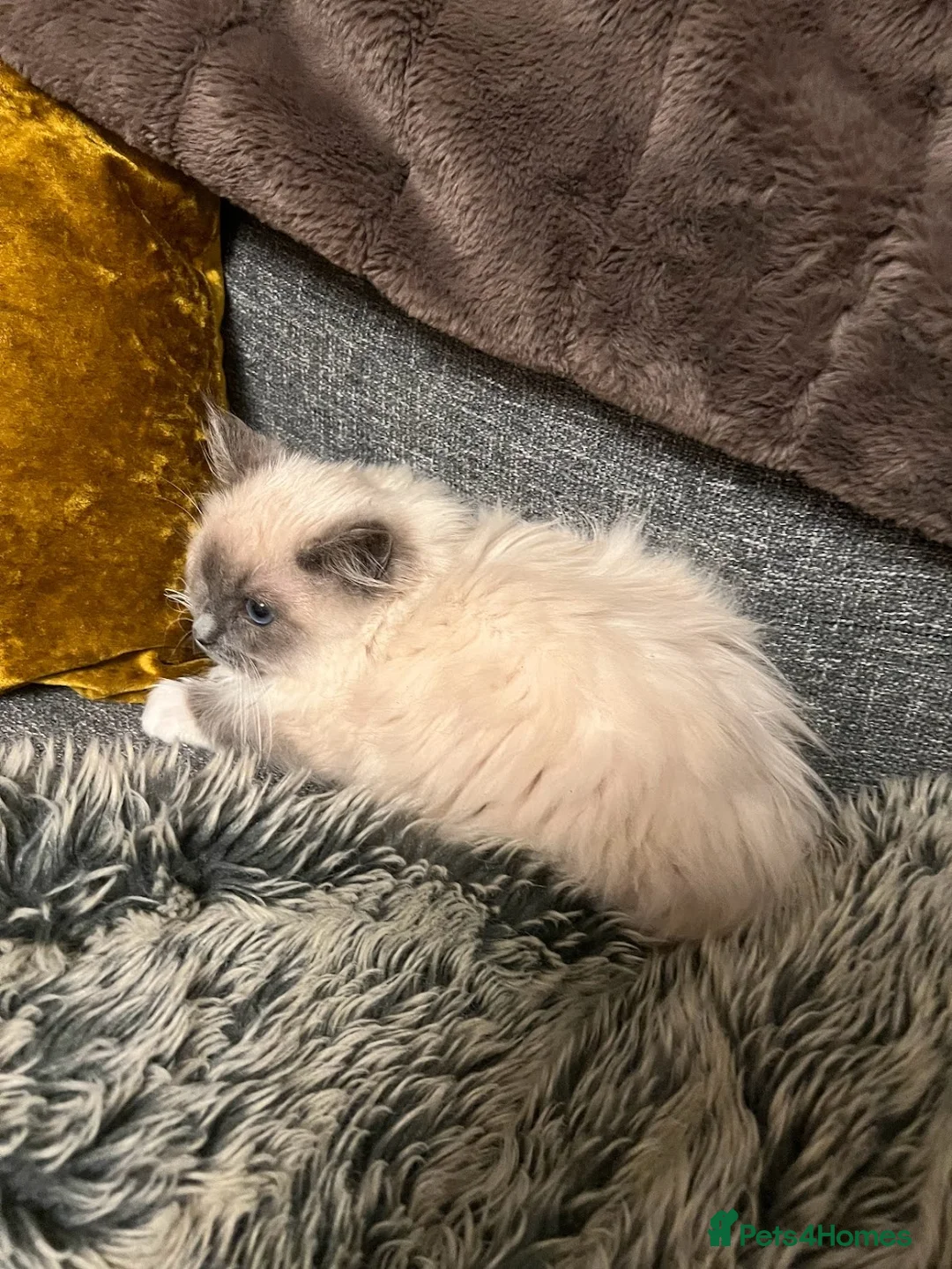 Ragdoll cats for sale: Ragdoll Brothers, 3yo, Neutered Pair, Microchipped - Advert 8