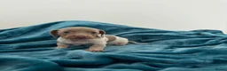 Miniature Dachshund dogs for sale: Lilac piebald miniature dachshund puppies  - Advert 15