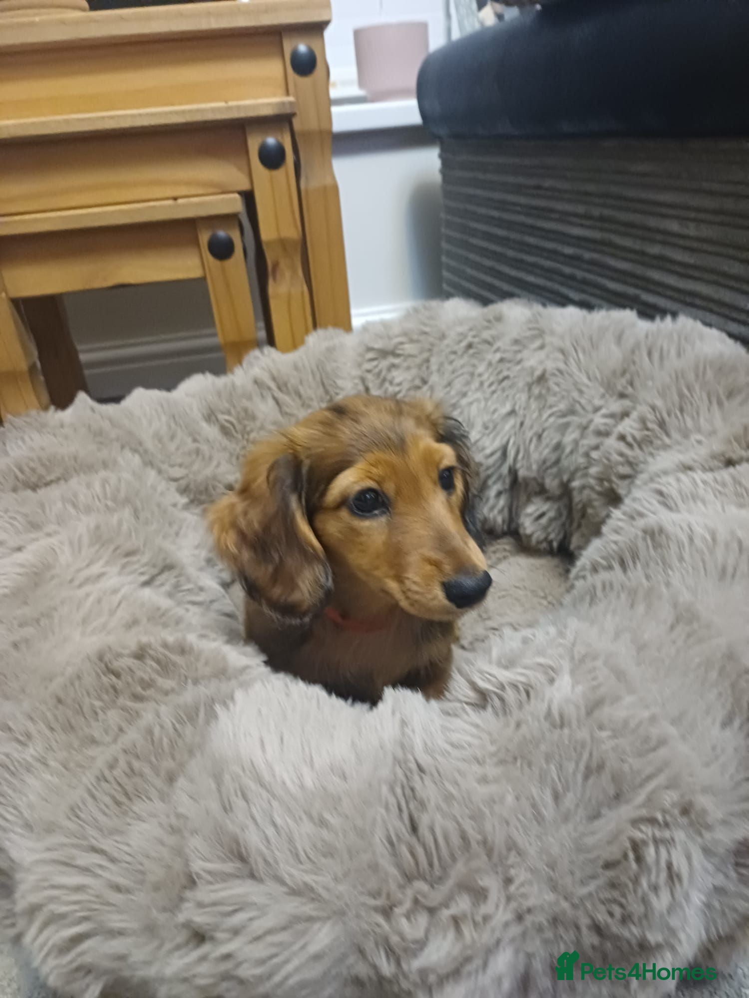 Miniature Dachshund dogs Dachshund puppy 1 girl available  - Advert 1