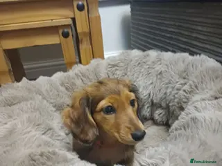 Miniature Dachshund dogs Dachshund puppy 1 girl available - Advert 1