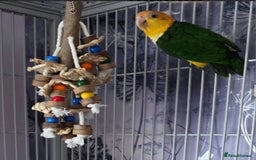 Parrots birds for sale: Female yellow thigh caique  - Advert 2
