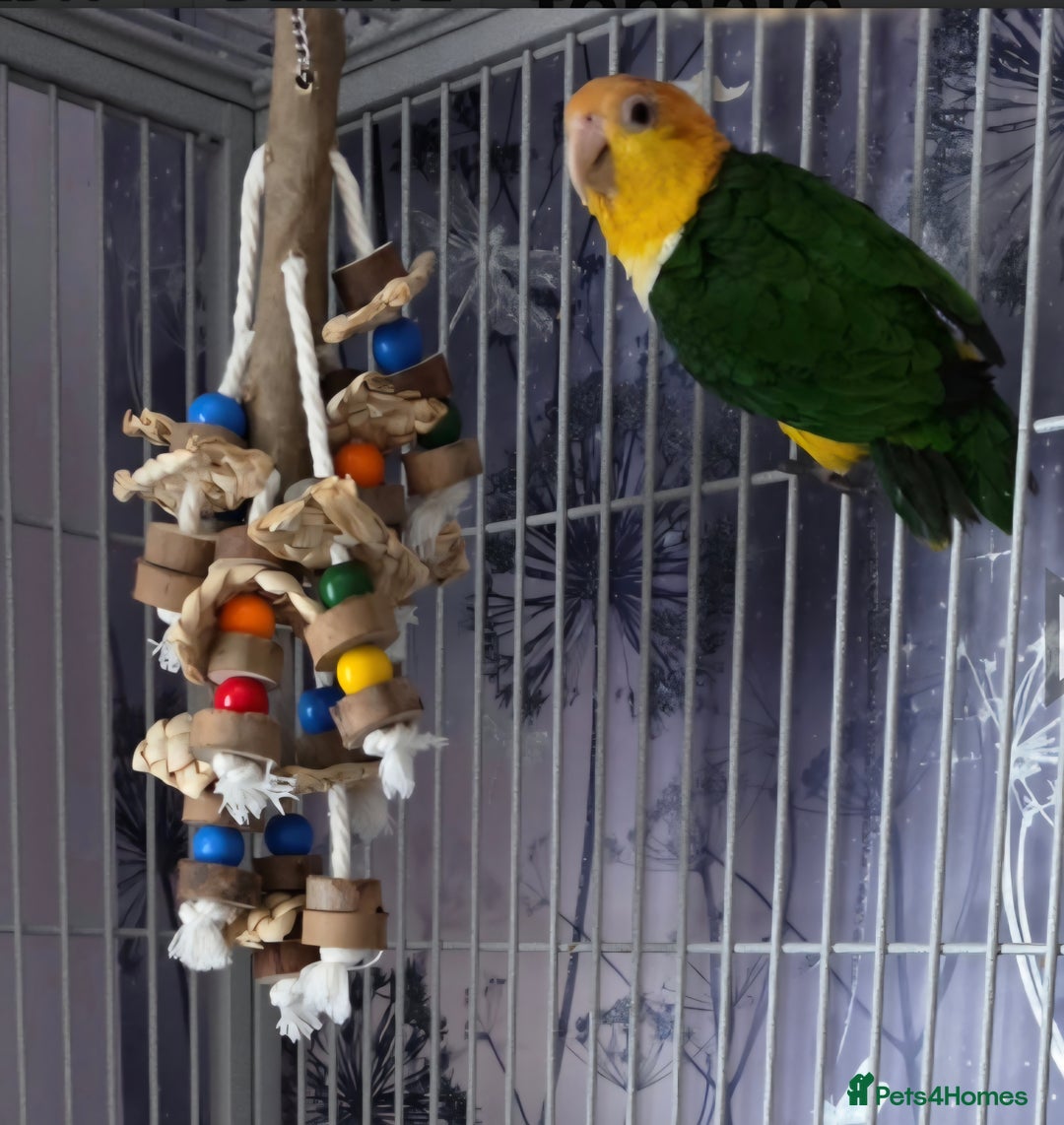 Parrots birds for sale: Female yellow thigh caique  - Advert 2