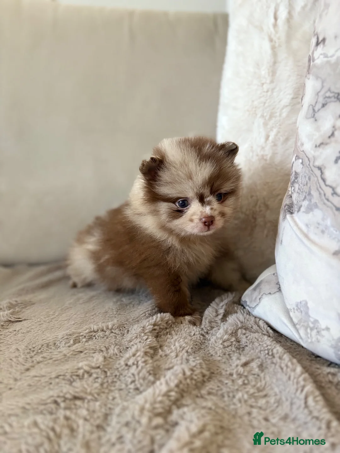 Pomeranian dogs for sale: Pomeranian Puppys merle male Choc&Tan girl 💕🐾 - Advert 1