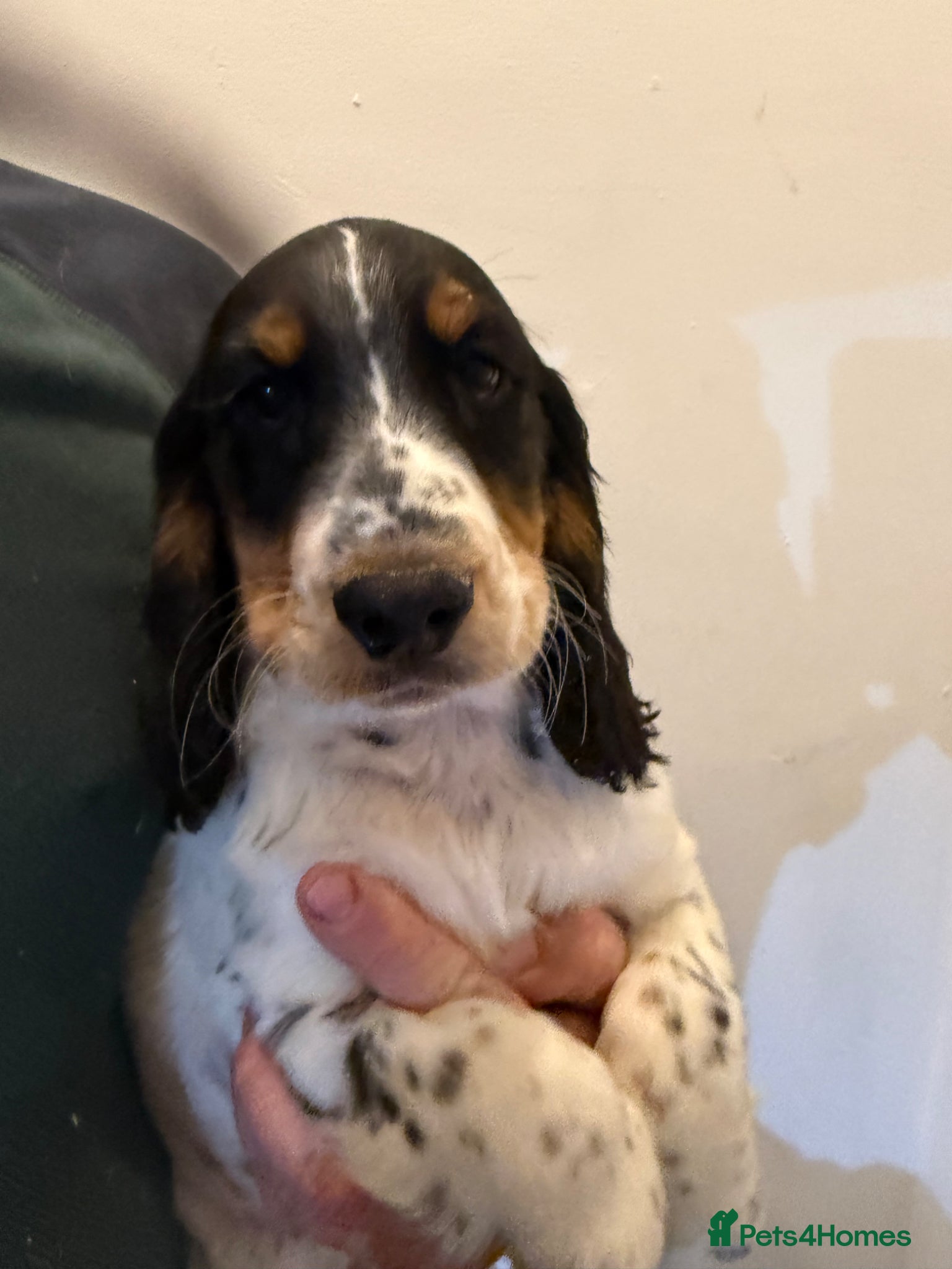 Cocker Spaniel dogs Cocker spaniel puppies Ready to leave now! - Advert 6