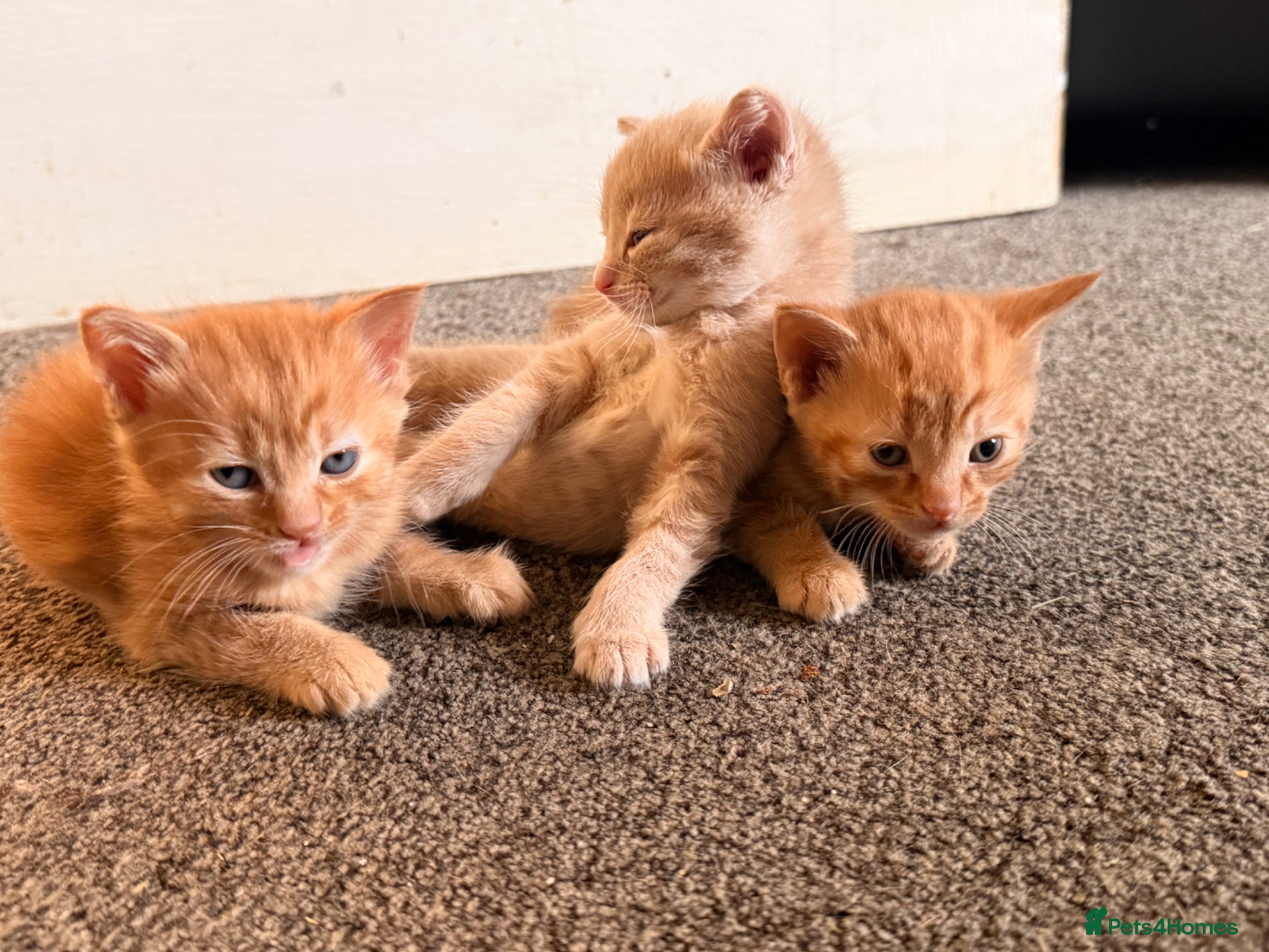 Mixed Breed cats for sale: 3 kittens  in Houghton le Spring - Advert 3