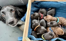 Mixed Breed dogs for sale: Gorgeous litter of 8 x F1 Sprocker Spaniels - Image 4