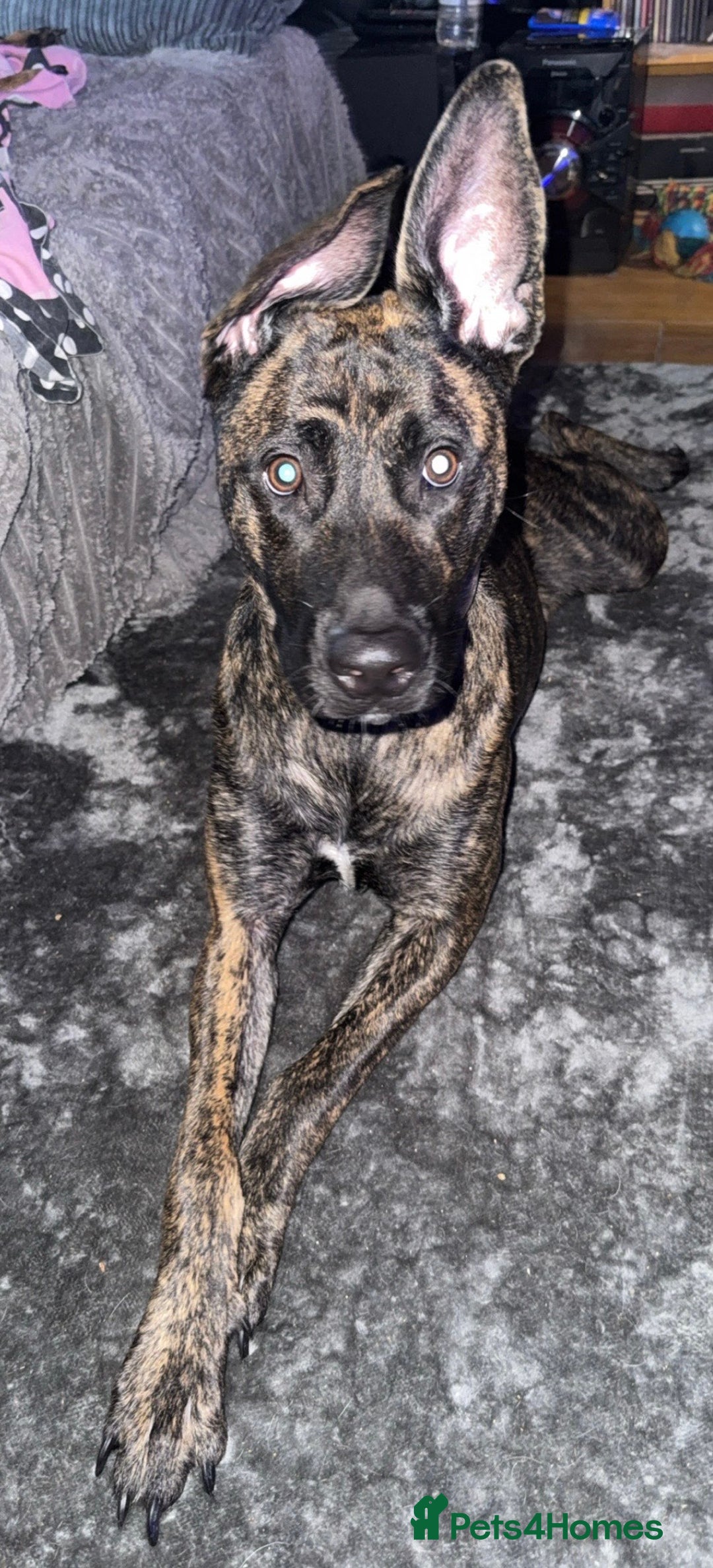 Mixed Breed dogs for sale: Bella the Energetic Pup Seeking a Loving Home 🐶 - Advert 6