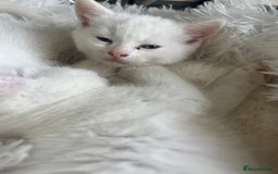 Turkish Van cats for sale: Half Turkish van kittens - Image 5