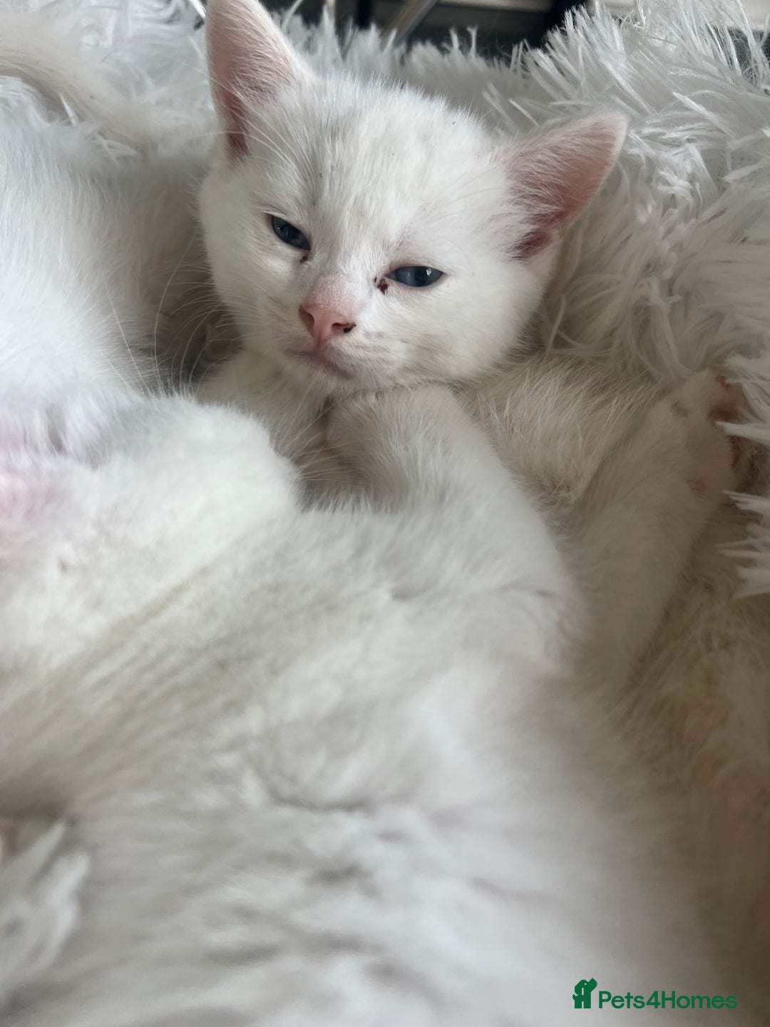 Turkish Van cats for sale: Half Turkish van kittens - Image 5
