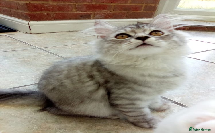 Scottish Fold cats - Advert 2