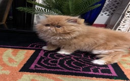 Persian cats for sale: Beautiful red/white pedigree Persian male kitten - Image 3