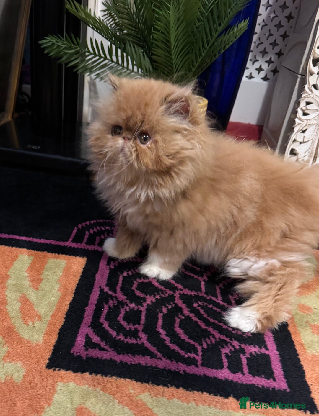 Persian cats for sale: Beautiful red/white pedigree Persian male kitten - Image 3