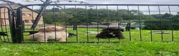 Cocker Spaniel dogs for sale: Outstanding KC Cocker Spaniel Pups legally docked. - Advert 6