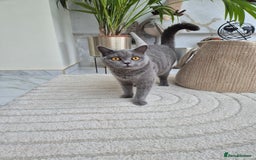 British Shorthair cats for sale: British Blue Gril  - Image 3