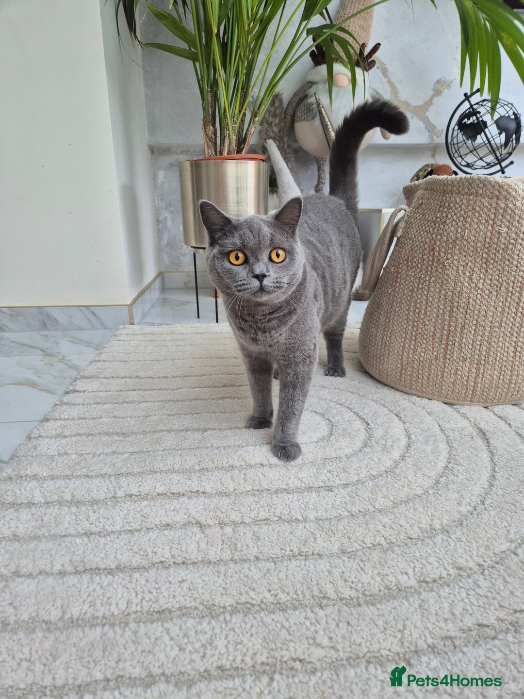 British Shorthair cats for sale: British Blue Gril  - Image 3