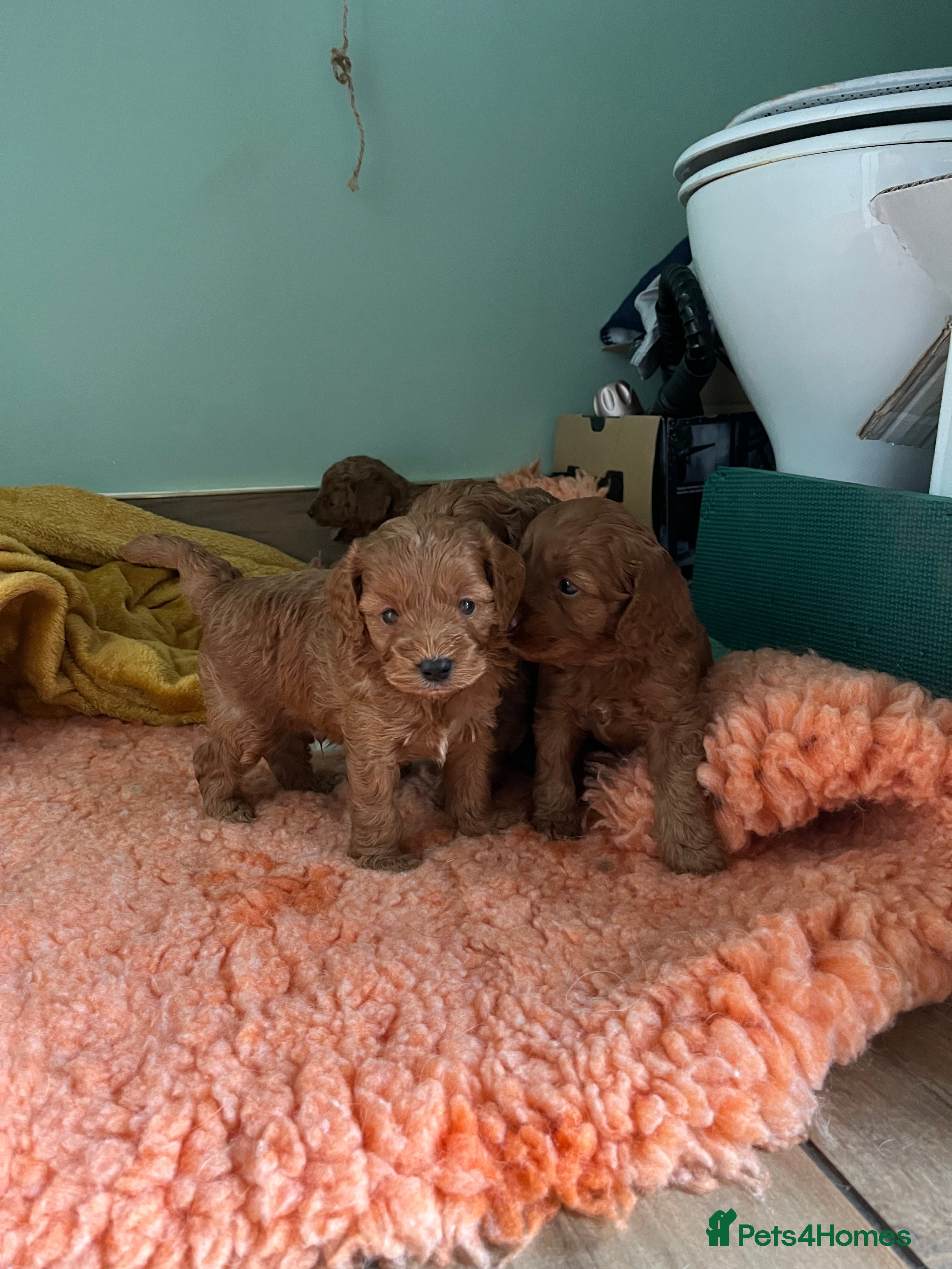 Cavapoo dogs Beautiful cavapoos - Advert 3