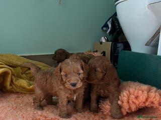 Cavapoo dogs Beautiful cavapoos - Advert 8