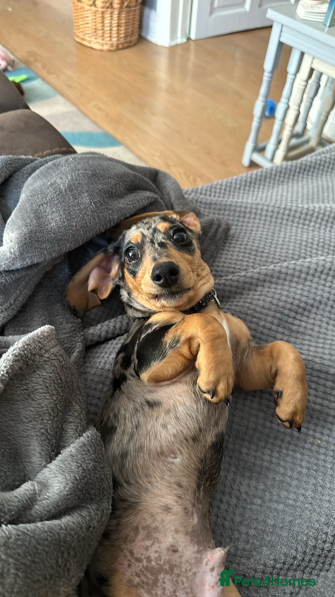Miniature Dachshund dogs for stud: Miniature Dachshund for stud! - Image 3