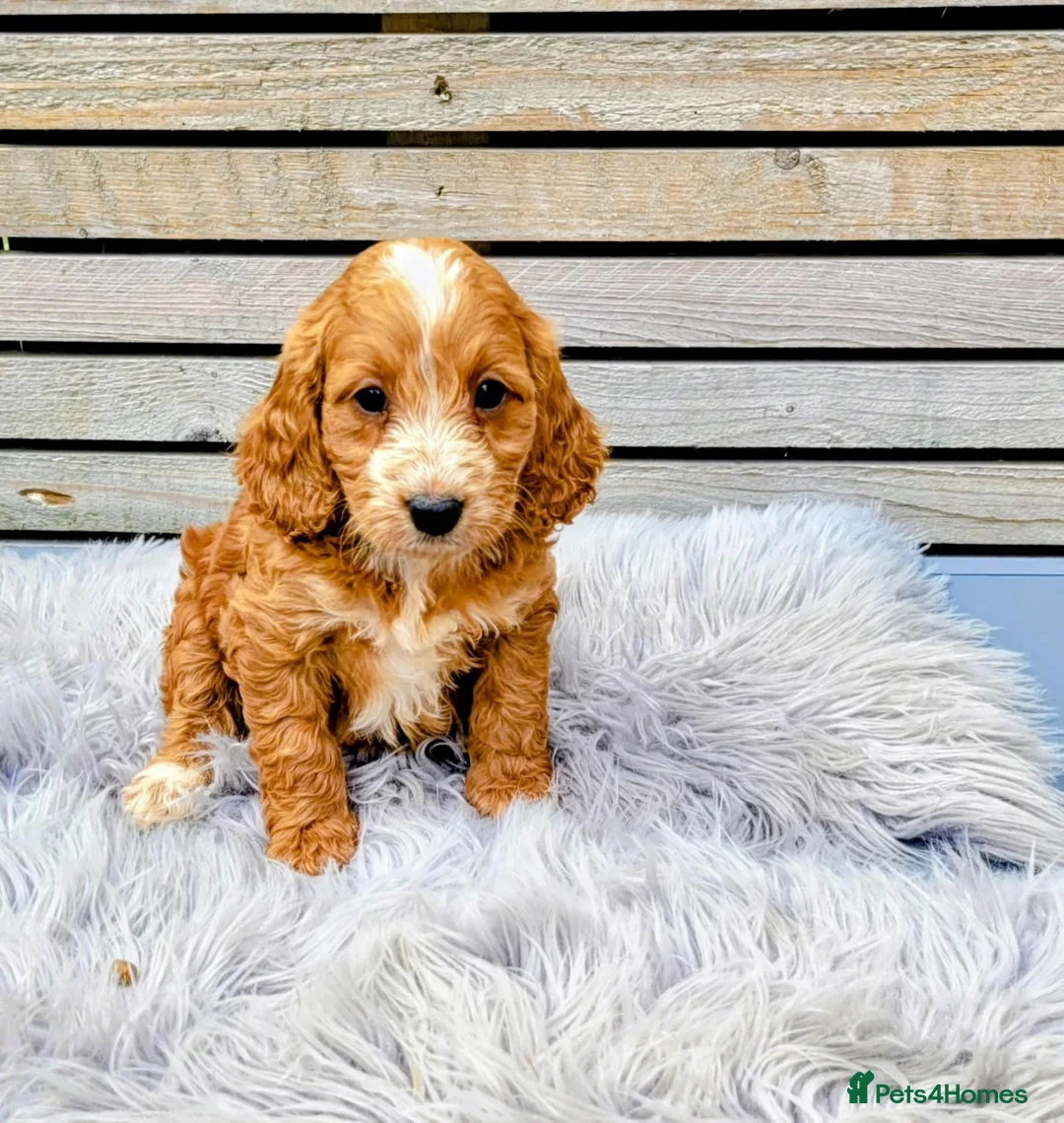 Cockapoo dogs for sale: F1 Cockapoo puppies PRA CLEAR Red in Coalville - Advert 1