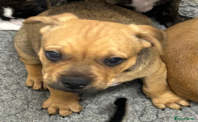 Mixed Breed dogs - Advert 5