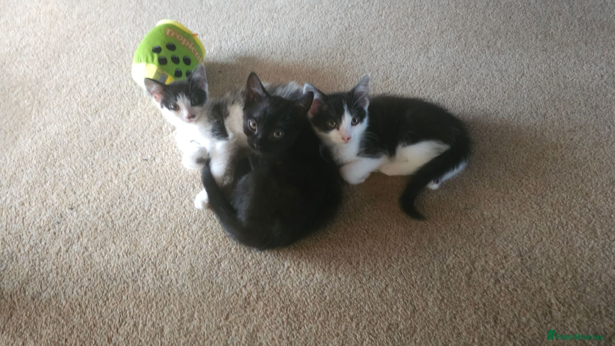 Mixed Breed cats Kittens for adoption  - Advert 2